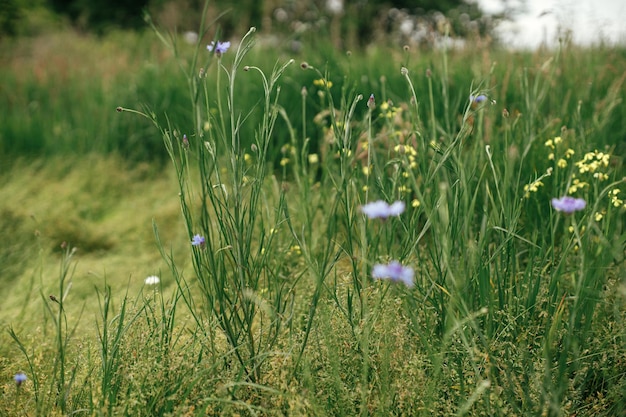 夏の畑の美しいヤグルマギク 緑の草のセレクティブ フォーカスの青いワイルドフラワー 田舎の花の壁紙の夏