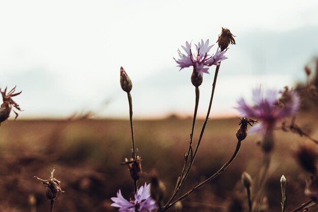 美しいヤグルマギクとデイジー夏の夕方の日差しの中の草原の野生の花の田園地帯の日没の大気の瞬間、カモミールと青い花