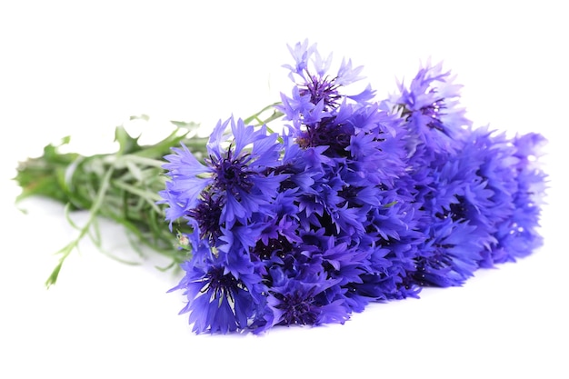 Beautiful cornflowers isolated on white