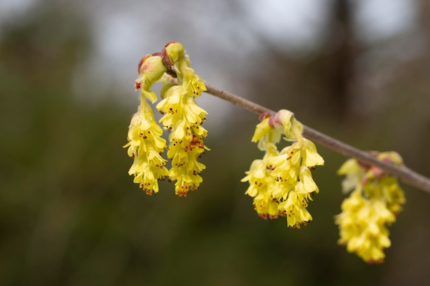 아름다운 Corylopsis spicata 꽃 왕국 이름은 Plantae 가족 이름은 방울 모양의 Hamamelidaceae 노란색 꽃 이른 봄 선택적 초점