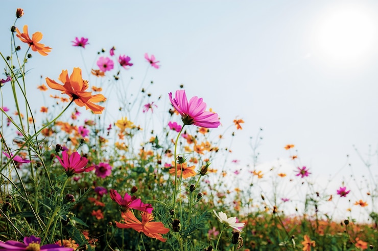 Photo beautiful of cosmos on field with the sunrise at sky.