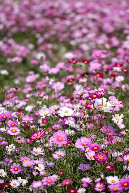 The beautiful cosmos in the field