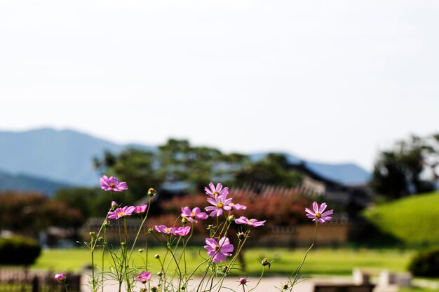 The beautiful cosmos in the field