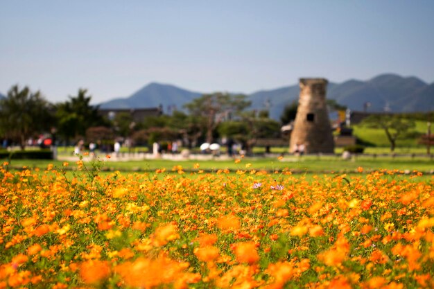 The beautiful cosmos in the field