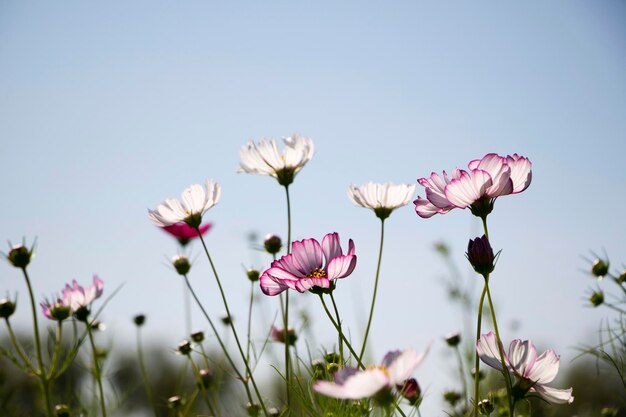 The beautiful cosmos in the field