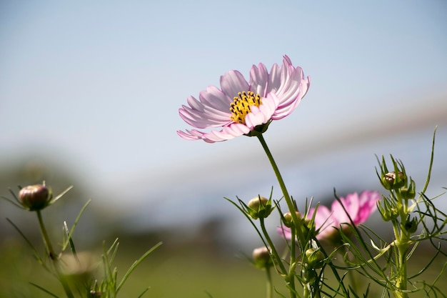 The beautiful cosmos in the field