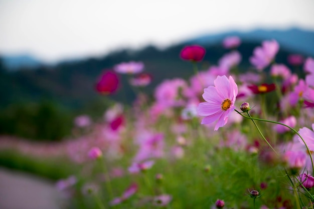 The beautiful cosmos in the field