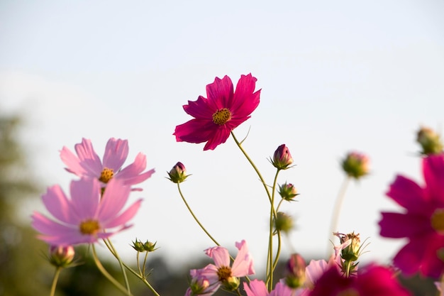 The beautiful cosmos in the field