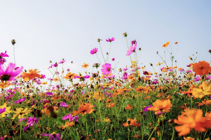 Photo beautiful cosmos in field.