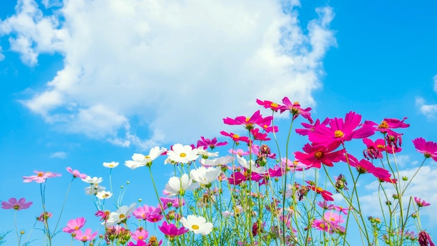 美しいコスモスの花の背景と青空