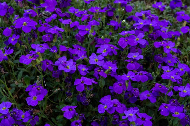 Beautiful cosmos flower bloomingblooming small blue flowers small blue flowers spring flowers