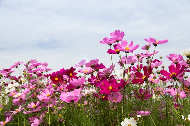 コスモスの美しい背景、春の花の花のフィールド