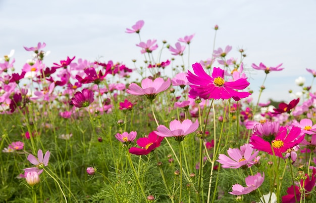 Beautiful of Cosmos Flower field for background