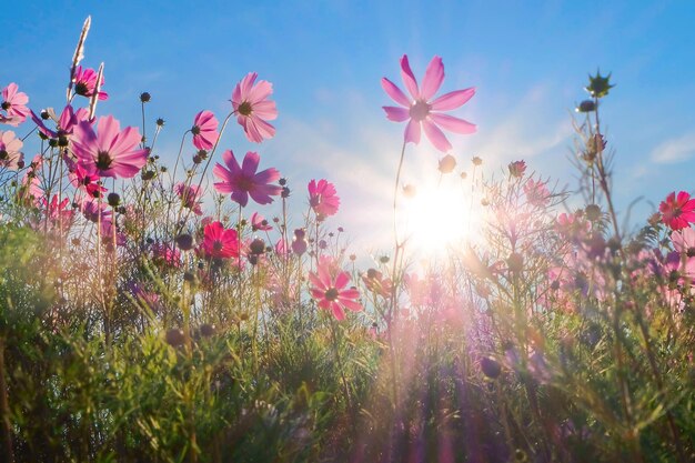 Beautiful cosmos flower field with blue sky the sunny morningxA