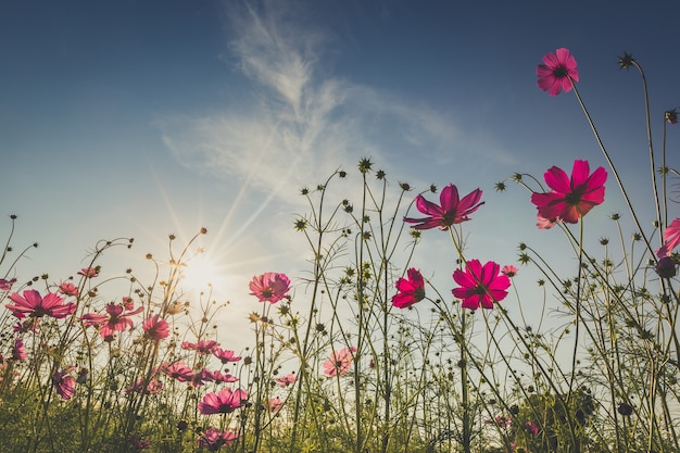 The beautiful cosmos flower in full bloom with sunlight.