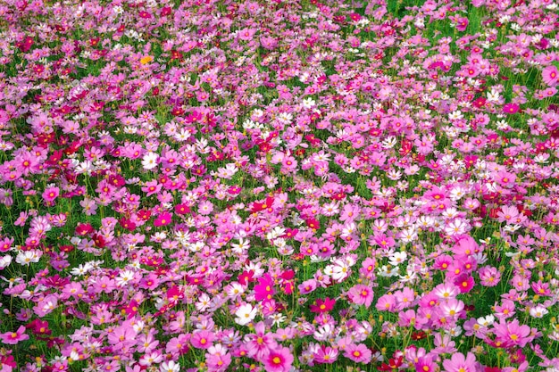 정원의 아름다운 코스모스 꽃, 화려한 코스모스 꽃 피는 배경,