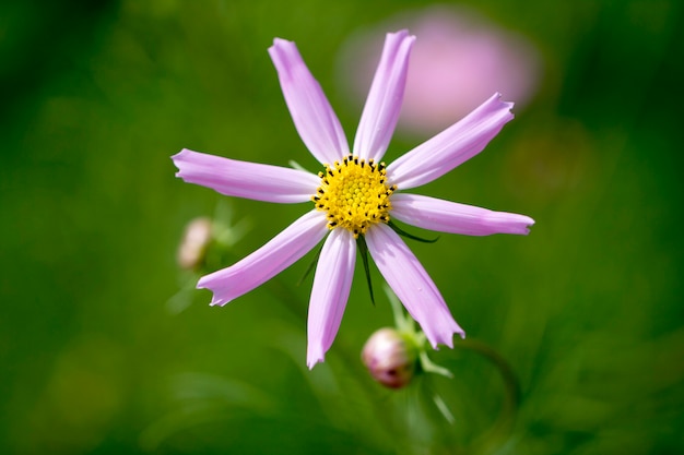 Beautiful cosmos flower in the garden