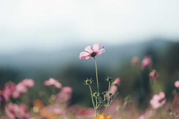 庭に咲く美しいコスモスの花 春の朝と青空に色とりどりのコスモスの花 タイ北部チェンライの朝の日の出の農場でのコスモスの花