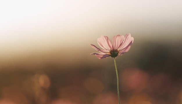 Beautiful cosmos flowers blooming in garden Colorful cosmos flowers in spring morning and blue sky Cosmos flowers at the farm in sunrise in the morning at chiang rai North of thailand