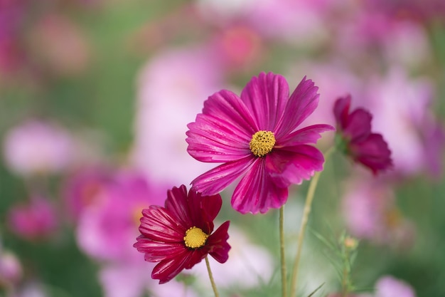 庭に咲く美しいコスモスの花 春の朝と青空に色とりどりのコスモスの花 タイ北部チェンライの朝の日の出の農場でのコスモスの花