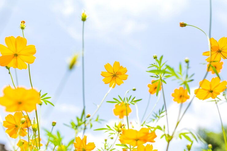 Photo 庭に咲く美しい宇宙の花、ピンクと赤の宇宙花の庭