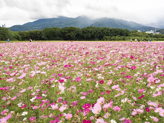 Beautiful Cosmos flowers blooming in the nature