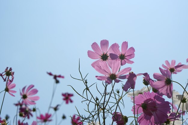 太陽の青い空を背景に咲く美しいコスモスの花