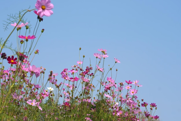 太陽の青い空を背景に咲く美しいコスモスの花