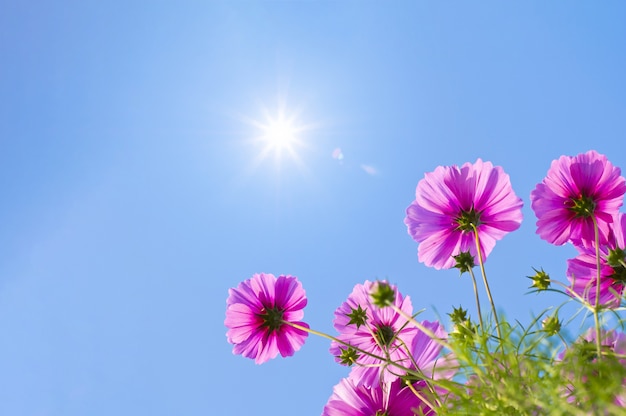 beautiful cosmos flowers on blue