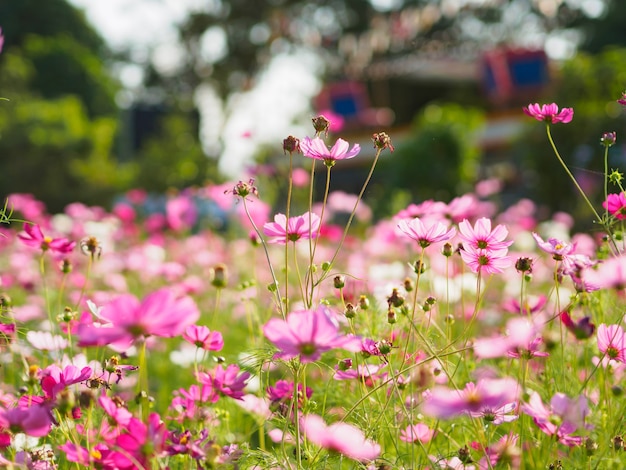 Beautiful cosmos flowers in garden for background. 