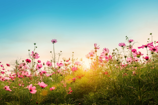 庭の背景に美しいコスモスの花。