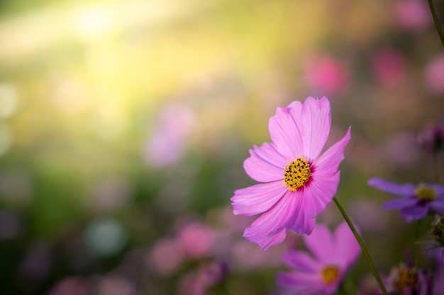정원에서 아름 다운 코스모스 꽃입니다. 자연 배경입니다.