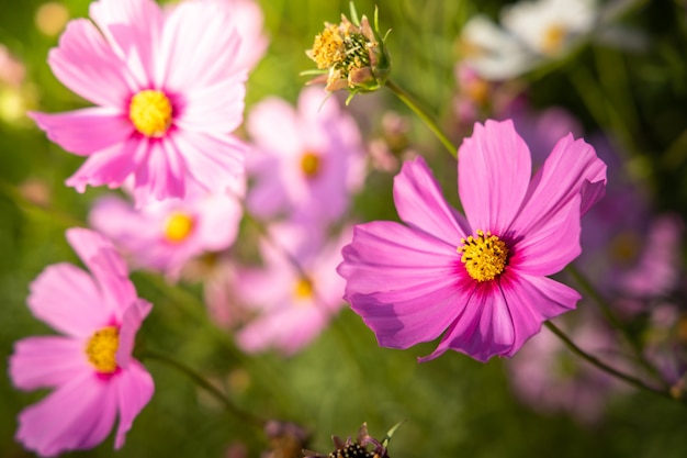 정원에서 아름 다운 코스모스 꽃입니다. 자연 배경입니다.