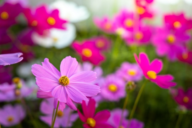 Beautiful Cosmos flowers in garden. Nature background.