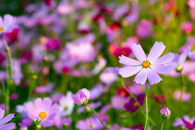 정원에서 아름다운 코스모스 꽃
