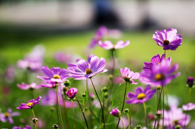 Beautiful cosmos flowers in the garden