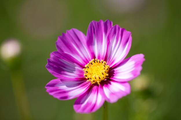 Beautiful cosmos flowers in the garden