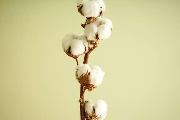 Beautiful cotton branch on green wall close-up. Flat lay.