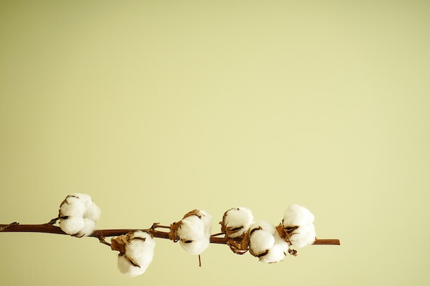 Beautiful cotton branch on green wall with place for text. Flat lay.