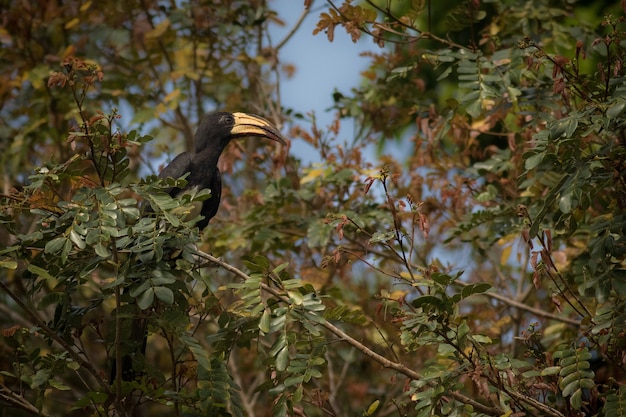 Photo beautiful coulourful burd in the nature habitat in african congo