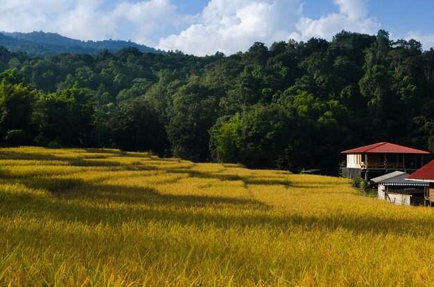 Beautiful countryside and golden rice fields