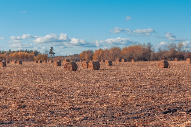 Foto splendido paesaggio di campagna. balle di paglia rotonde in campi raccolti e cielo blu con nuvole