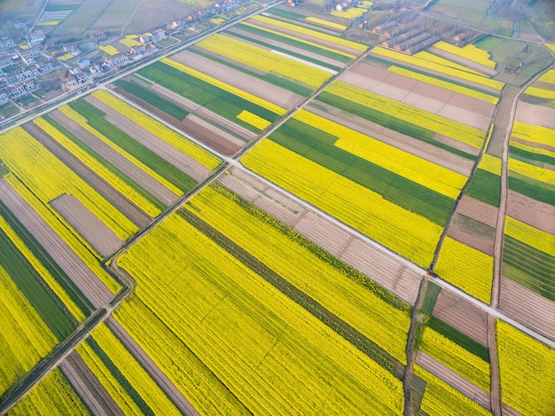 Beautiful countryside scenery aerial view of rapeseed flower field with village in spring