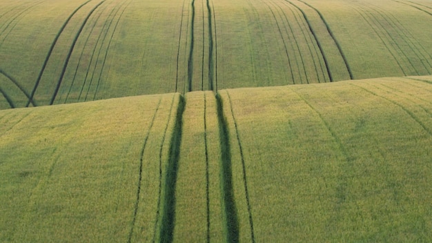Красивая сельская местность с фоном зеленых полей пшеницы