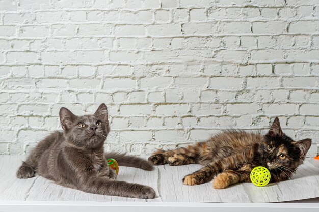 Beautiful couple of gray cat boy and girl on a brick wall background