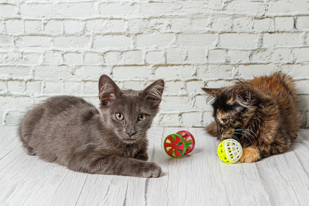 Beautiful couple of gray cat boy and girl on a brick wall background