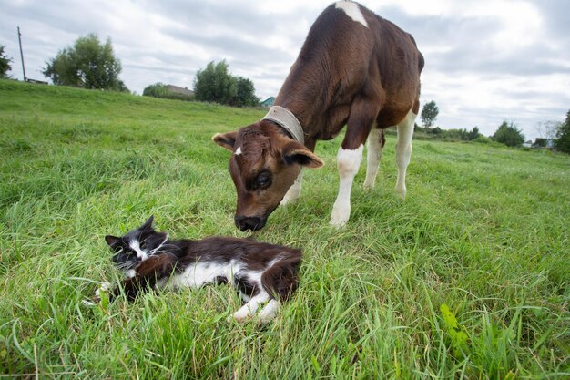 Beautiful cow grazing in a green meadow in the village High quality photo