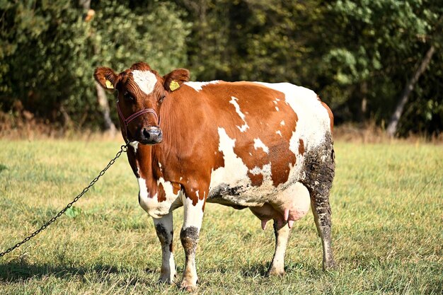 Foto una bella mucca con una macchia sulla fronte in un pascolo