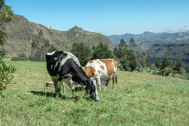 Beautiful cows grazing in Ecuadorian Andes