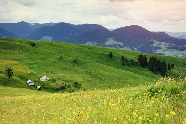 Beautiful cozy sunny summer day and the mountains. Carpathians